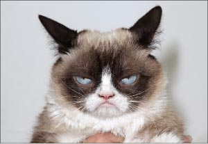 Grumpy Cat 