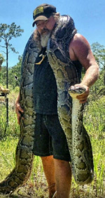 a Florida trapper has captured a record-setting python