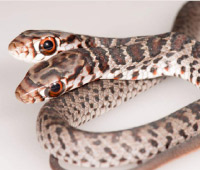 Dos, the rare, two-headed Black Racer snake is doing just fine with the Florida Fish and Wildlife folks.