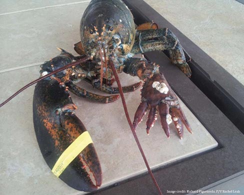 An unusual six-clawed lobster 