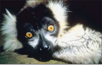 Lemur