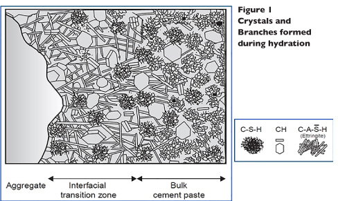 Figure 1 Crystals and  Branches formed during hydration