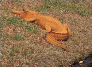 “Donny” the pumpkin-colored alligator