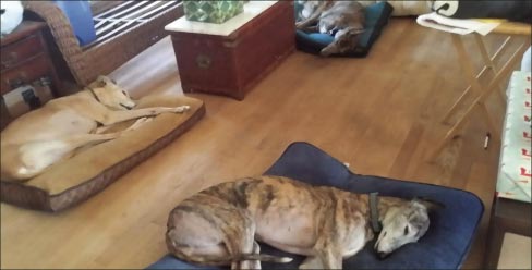 Sharon’s adopted and fostered happy pack of greyhounds, clockwise from bottom: Tessa, Rogue, and Conner. If these high-strung, track-weary hounds can learn to get along as a well- adjusted pack, so can the guys in your shop and installation crew.