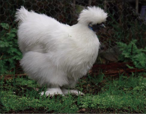 White Silkie, photo courtesy Wikipedia Creative Commons -Share Alike 3.0  – 2060189