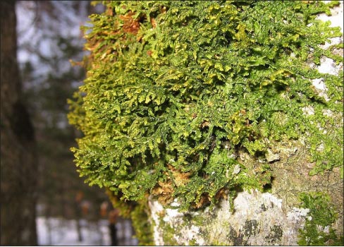 Apparently, non-rolling stones not only gather moss, but grow liverwort as well, provided you feed it correctly.