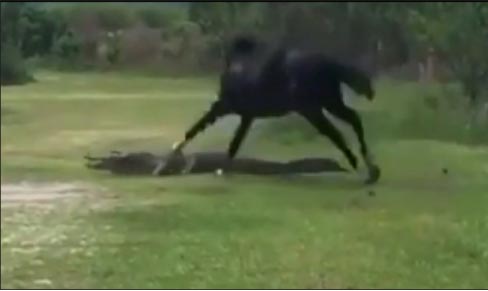 Video Captures Dramatic Horse Versus ’Gator