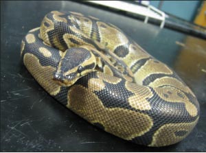 Ball Pythons are native to Africa, but are easily obtained from pet stores and snake breeders. They can thrive in captivity, but don’t take them on vacation with you!