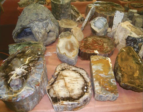 A variety of petrified wood from Montana, Wiggins Fork, Wyoming, Arizona, and Utah