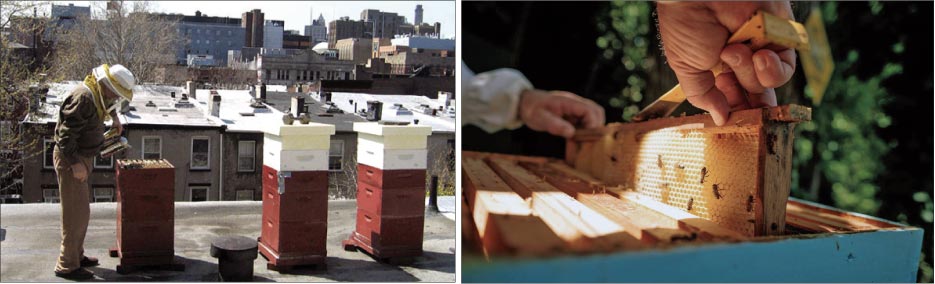 Above, Left: A typical urban apiary.   Above, Right: Inspecting a honey super frame. The comb is drawn but not full of honey yet.