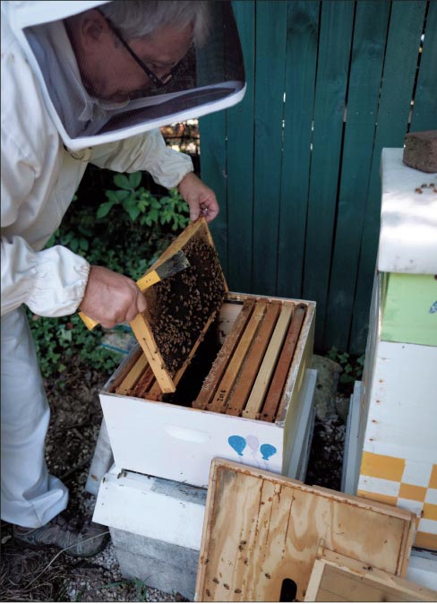 Inspecting the Super. I didn’t find the queen on this inspection, but did find plenty of evidence she is there. Eggs, larvae, and pupae all indicate a good healthy queen. Yes, I am doing this without hand protection!