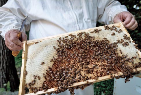 Great brood pattern here. Notice the rainbow or arching pattern. Capped brood in middle bottom. Eggs and larvae are in surrounding brownish area. Then all is surrounded by capped honey (white area) to feed the quickly growing bee larvae.