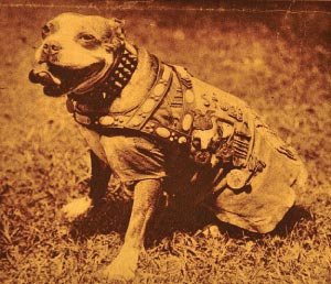 Sergeant Stubby in his Army Jacket