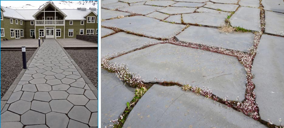 Basalt lava naturally cools into hexagonal columns. This sidewalk at the Sigló Hotel is made from slices of basalt columns.  Basalt does not naturally cleave into thin layers. These flagstones were likely made by cutting slices from a basalt column. Alpine wildflowers have sweetly colonized the joints between the stones.