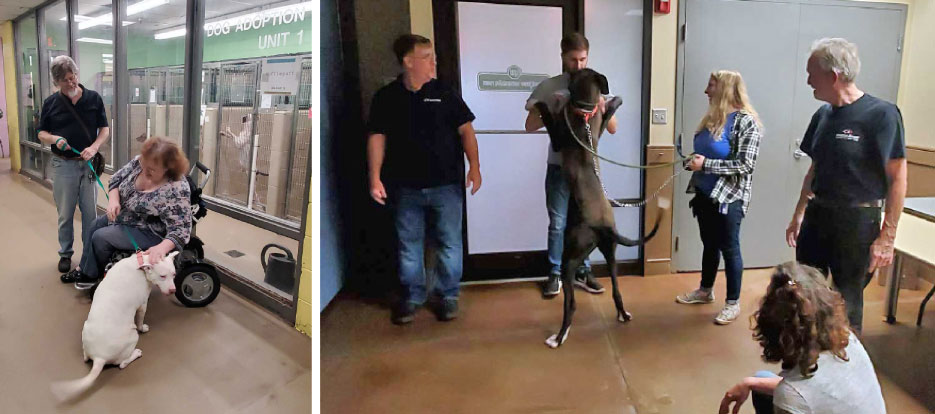 Above, left: “Getting to spend a little one-on-one time with Sugar (white American Bull Terrier) was one of the highlights of my afternoon,” said Larry Hood, Slippery Rock editor.  Above:, right: This lucky Great Dane puppy was adopted that afternoon.