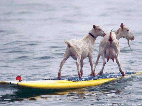 Surfing Goats