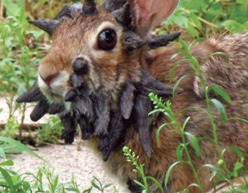 This June 26, 2013 photo provided by Gunnar Boettcher shows a rabbit that Boettcher dubbed “Frankenstein” with what looks like a series of horns growing out of its head outside his home in Mankato, Minn. Boettcher and his brother put together a video. Photo: Courtesy Gunnar Boettcher