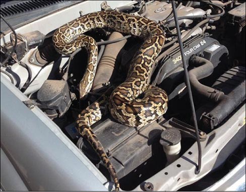 This image provided by the Santa Fe Police Department shows a 20-pound brown and yellow python that was found on an engine block Thursday, July 10, 2014 in Santa Fe, N.M. The animal was taken to a local animal shelter with minor injuries. Photo: Santa Fe Police Department, AP 