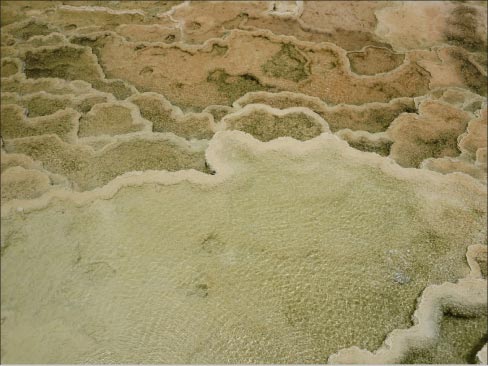 Layers of travertine are formed in small pools of mineral-laden water. Bacteria that get trapped in the travertine create the lacy pattern that travertine is known for.