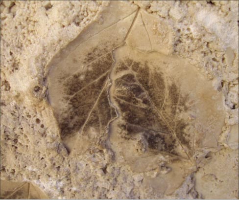 Fossilized leaves in a Getty Center feature stone