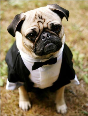 doggie tuxedo