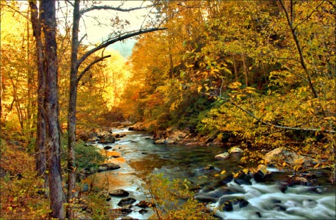 Autumn foliage by the Little River in East Tennessee, flowing  between Sugarlands and Cades Cove, Great Smokey Mountains.